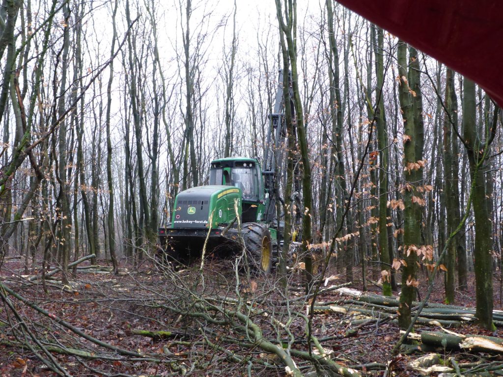 Dann beginnt die Pflege, wie hier mit einer Durchforstung.